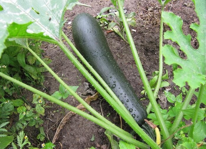 ������� ������ �������� ���� � ������ ������� �� ���������� �����