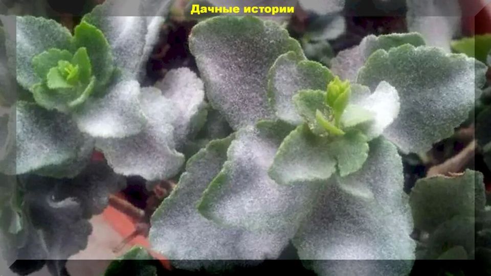 ��� ��������� ������� �������� ����� ��������� ���������