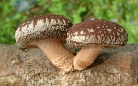 �������: ��������� ����, ��������� ������������� ����