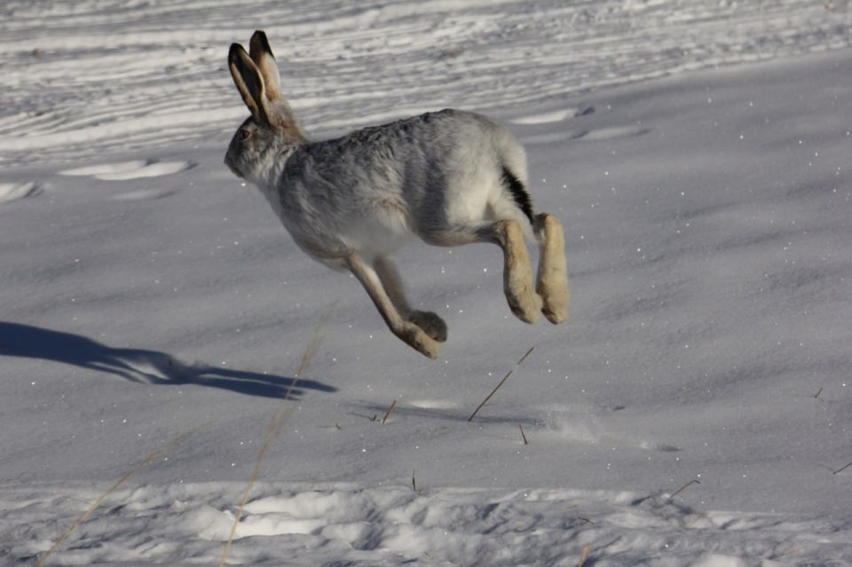 ��������� � ��������, ��� ���� ��������-����� � ������ ������