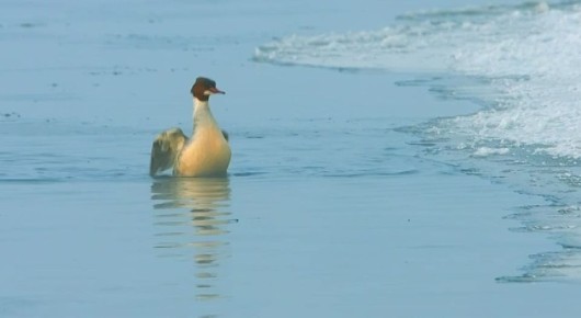 ������ ������� ����������� ��� ������