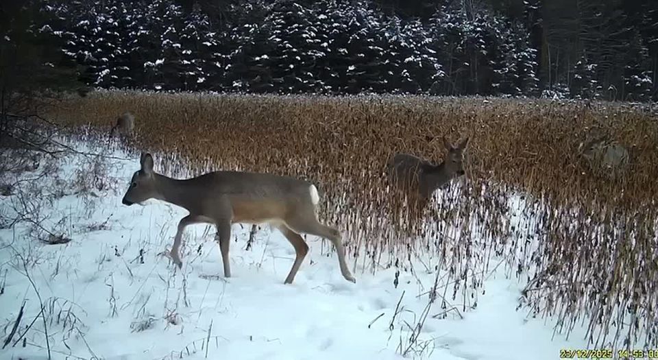 ������ �������� ��� ������: �������� �� �������� ����� ������� ����������� �����-���������� �����������