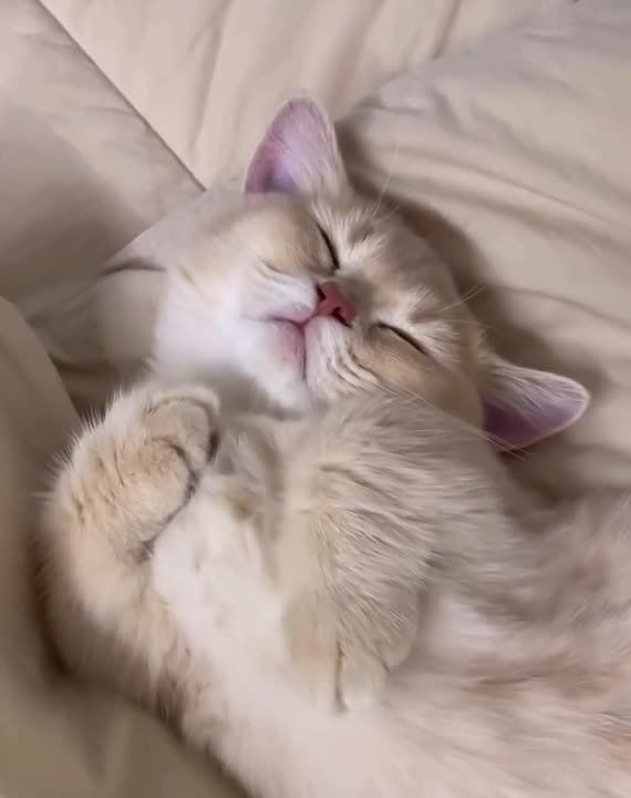 ������ ����, �������!