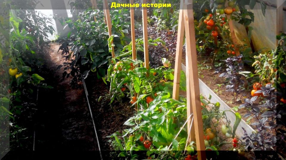 ��� ��������� ��������� �� �������� � ������� � �������� ��������� ��������