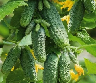 ��� ���� ������ ����������� � �����: ������� ������ �������