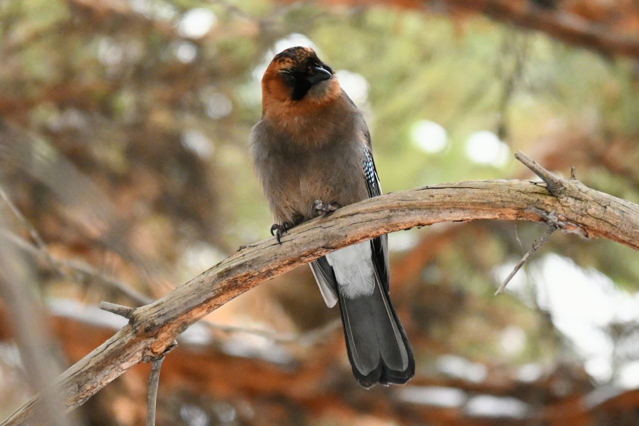 Красотка- сойка попозировала в Минусинском бору Красотка- сойка попозировала в Минусинском бору