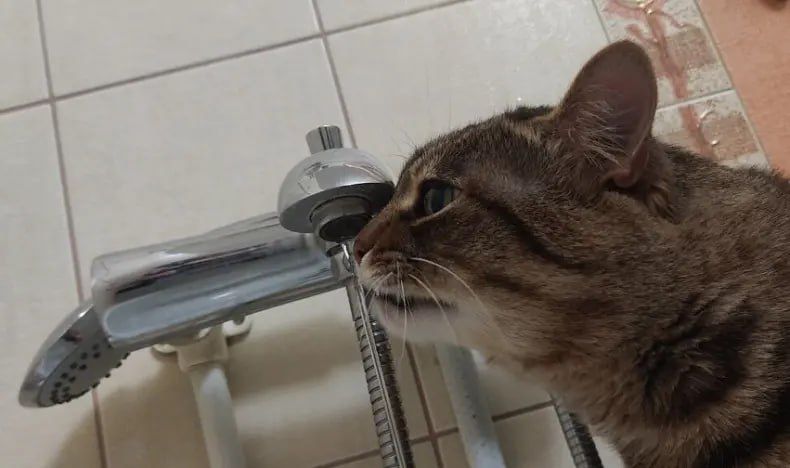 ��� ���� � ����������� �������� ���� � �����