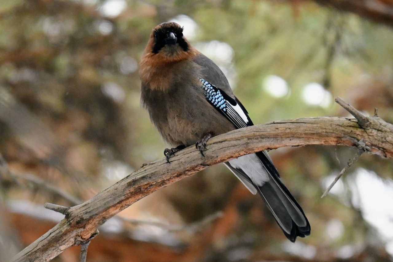 Красотка- сойка попозировала в Минусинском бору Красотка- сойка попозировала в Минусинском бору