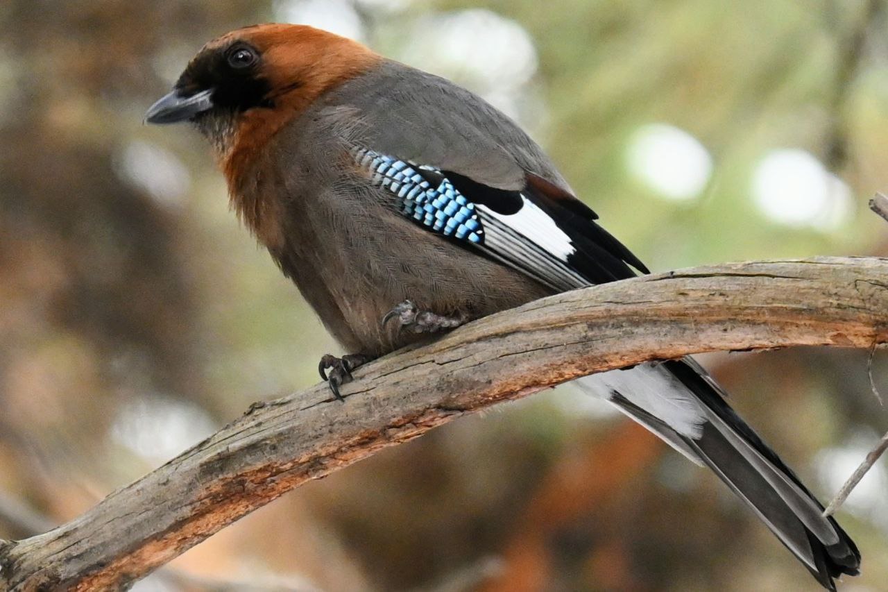 Красотка- сойка попозировала в Минусинском бору Красотка- сойка попозировала в Минусинском бору