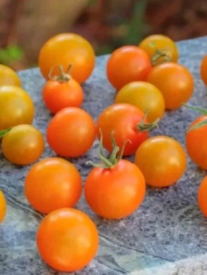 Томат Золотой Алатау: урожай с ярким характером