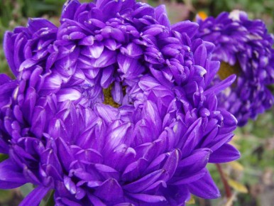 Время астр: секреты успешного выращивания