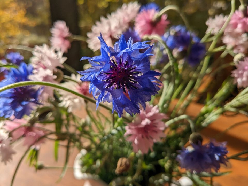 �������� �� ����: �� �������� ����� �� ��������