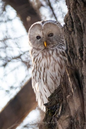 �������� �������, ������ ��� � ���� �� ������ ��������