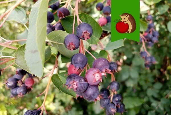 ���� �� ����� �������: ������ ����� �������� �������� �� ��� �����?