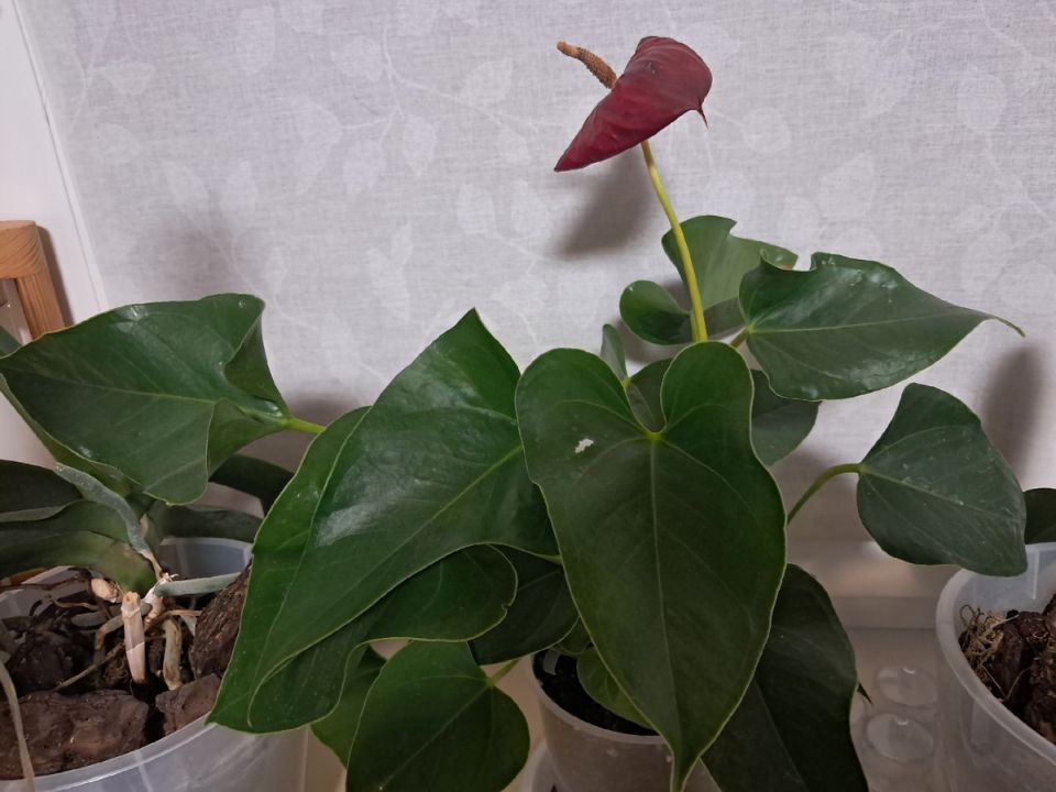 ��� ������� ��������� ����� � ������: ������� � ��������� �������