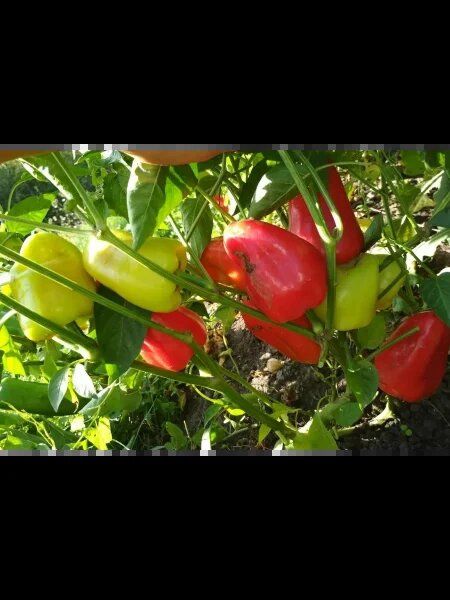 ����� ������: ���������� ���� � ����� �������� � ���������� �������