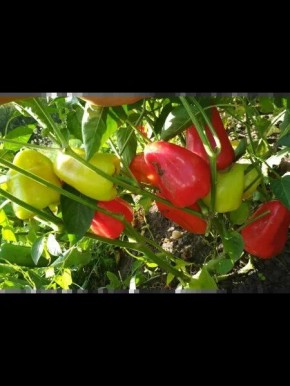 ����� ������: ���������� ���� � ����� �������� � ���������� �������