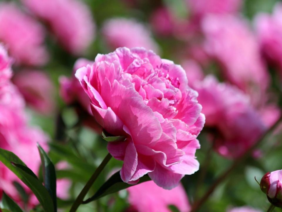 ������, ������� ����� �������� ��� ������� ������: ������ ��� ���������� ���������