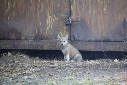 1263 ������ ������� ���������� �� ������ ����� � ������� ����