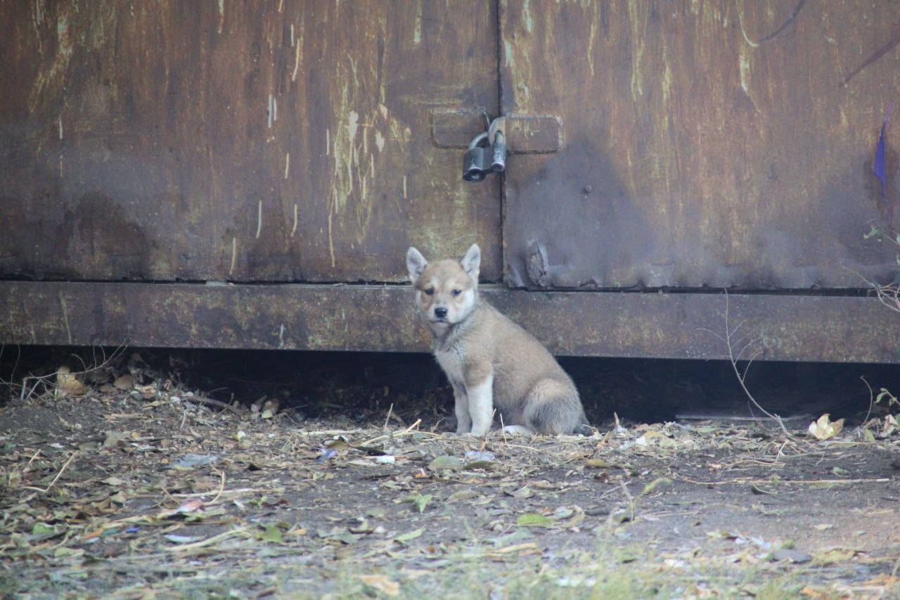 1263 жителя Хакасии пострадали от укусов собак в прошлом году