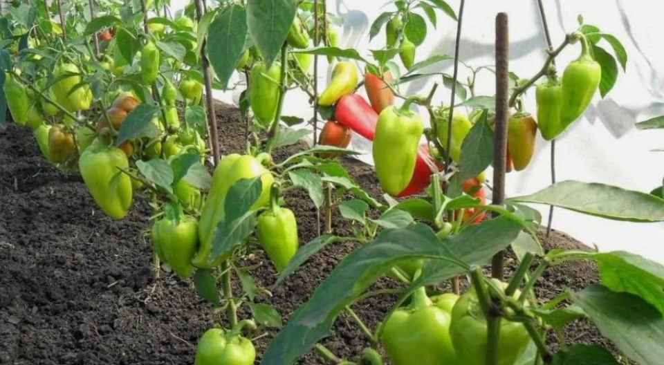 ��� �������� ���������� ����� � �������: ������� �����������