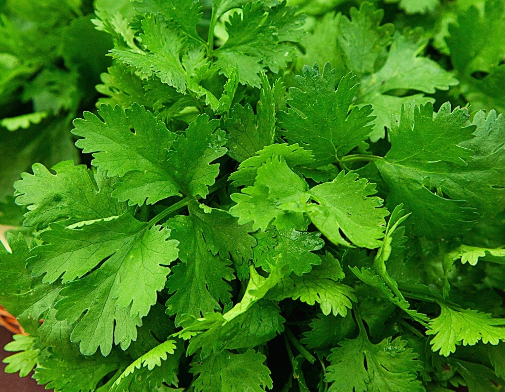 Кориандр: ароматная пряность для вашего стола