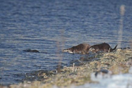 Семейство выдр застали за зимней рыбалкой неподалёку от Майнской ГЭС