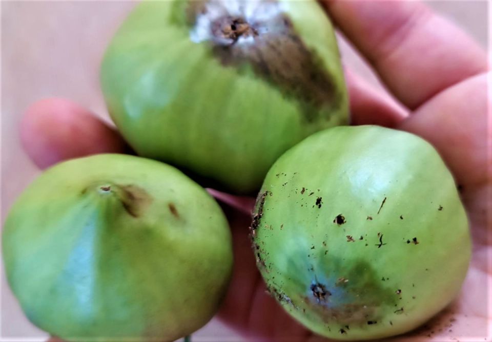 ��� �������� �������� �� ��������� ����� � ����: ������������ �����������