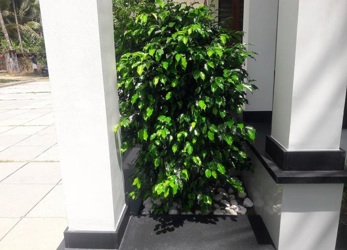 Растения, которые делают офис более комфортным и продуктивным