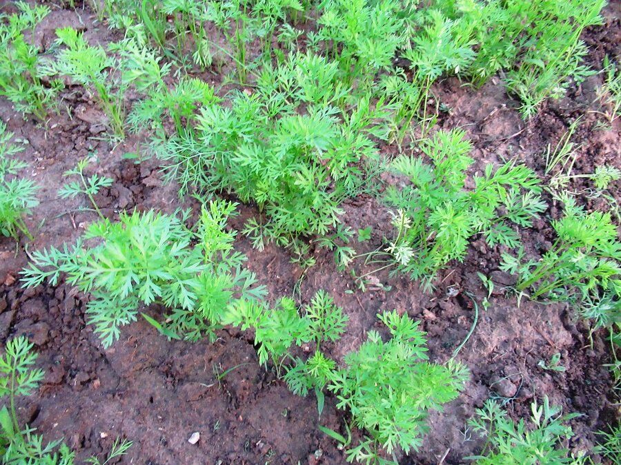 ������� ������ � ��������� �� ��������� ������: ������� ������� �� ����