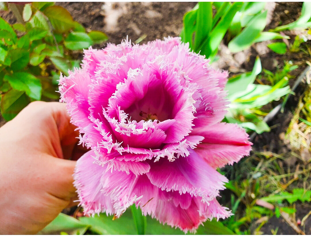 Как позаботиться о тюльпанах весной, чтобы они радовали глаз