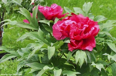 ��� ��������� ���������� ����������� ����� ������: ������� ������