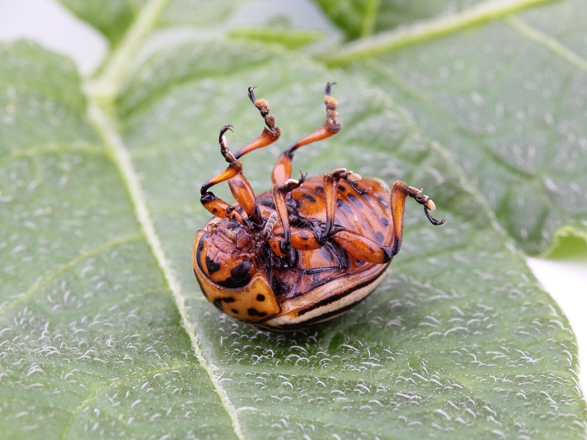 Как не бороться с колорадским жуком: четыре бесполезных метода