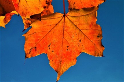 ��� ���������� ������������ ������� ������: ���� ���������� �������� ��� ������ ����