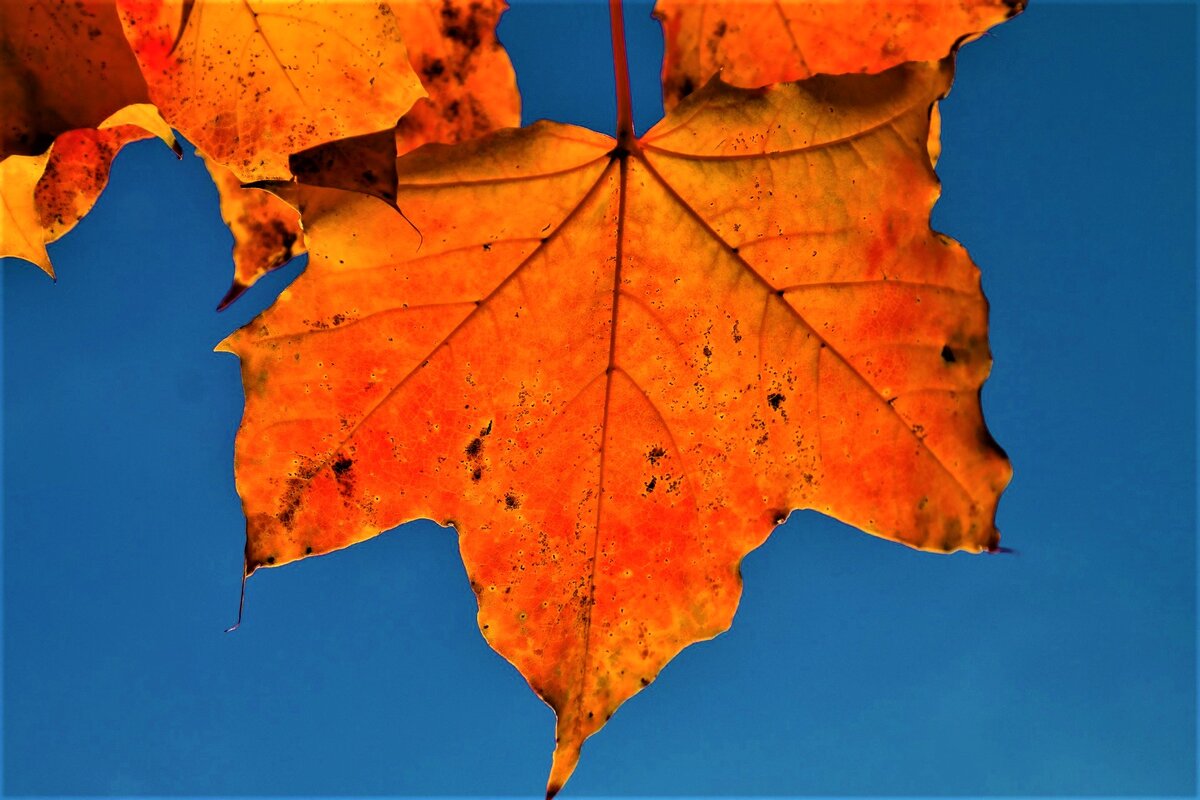 Как эффективно использовать опавшие листья: пять креативных способов для вашего сада