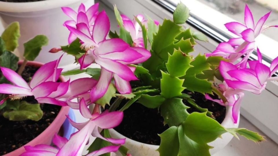 ��� ������� ������ �������� ����������: ������� ��������� �����