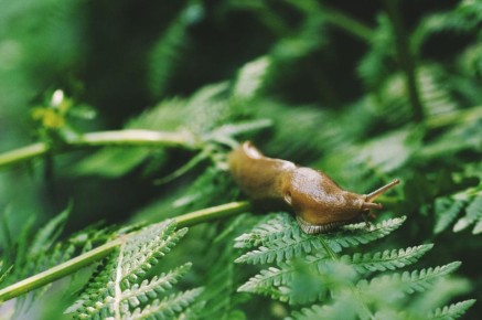 ������ � ���������������� ������ ������ �� ��������: ��� ������������� ��������?