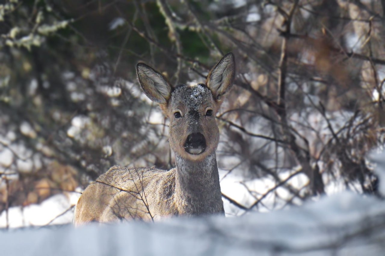 Косуля за трапезой в зимнем лесу попалась в нацпарке «Шушенский бор» Косуля за трапезой в зимнем лесу попалась в нацпарке «Шушенский бор»