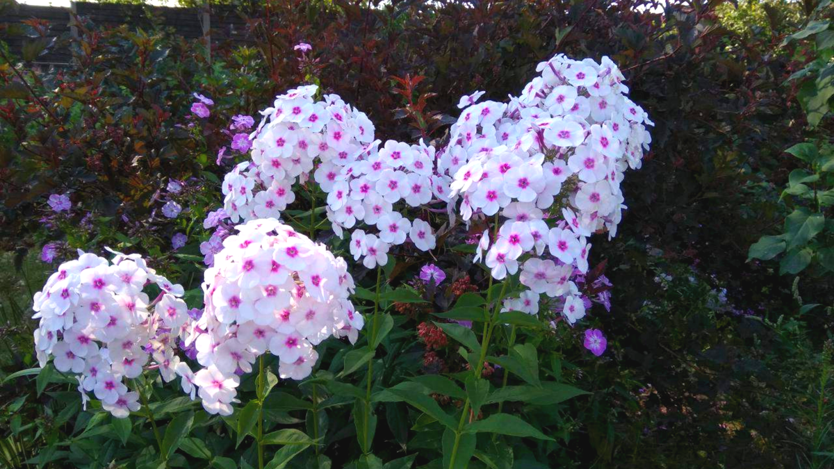 Забытые сокровища советских дач: 11 многолетников, которые стоит вернуть в сад