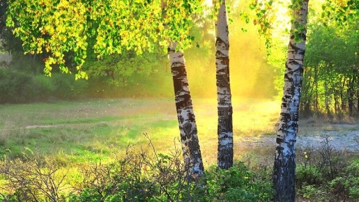 Грибная ловля: что мешает успеху на дачном участке