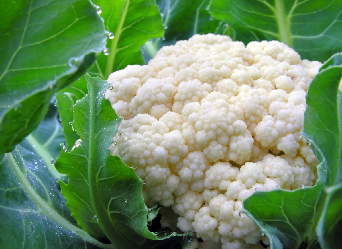Как помочь цветной капусте завязать кочан: простой и эффективный метод