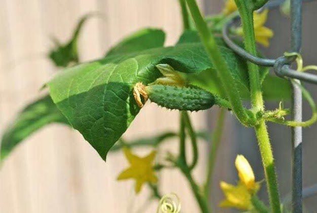 ��� �������� ������ ������� �����: ���������� ������ � ����������