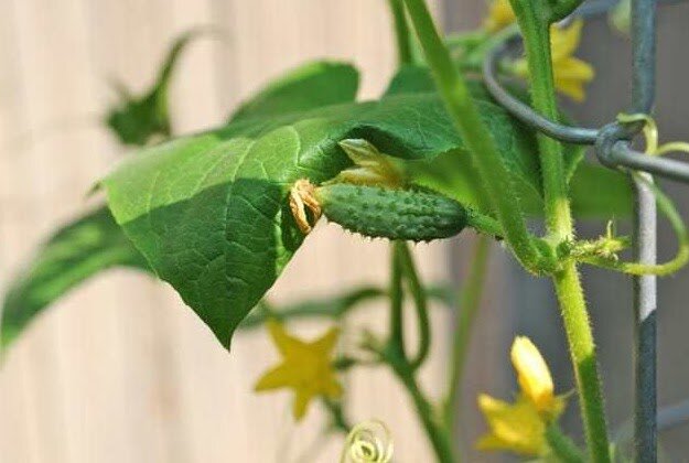 Что нарушает урожай огурцов летом: популярные ошибки в подкормках