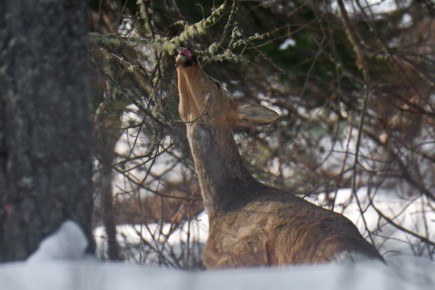 ������ �� �������� � ������ ���� �������� � �������� ���������� ���