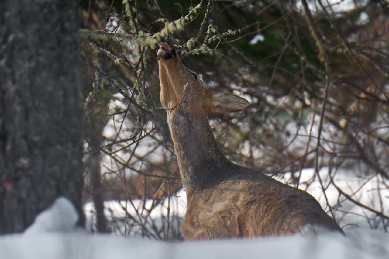 Косуля за трапезой в зимнем лесу попалась в нацпарке «Шушенский бор»