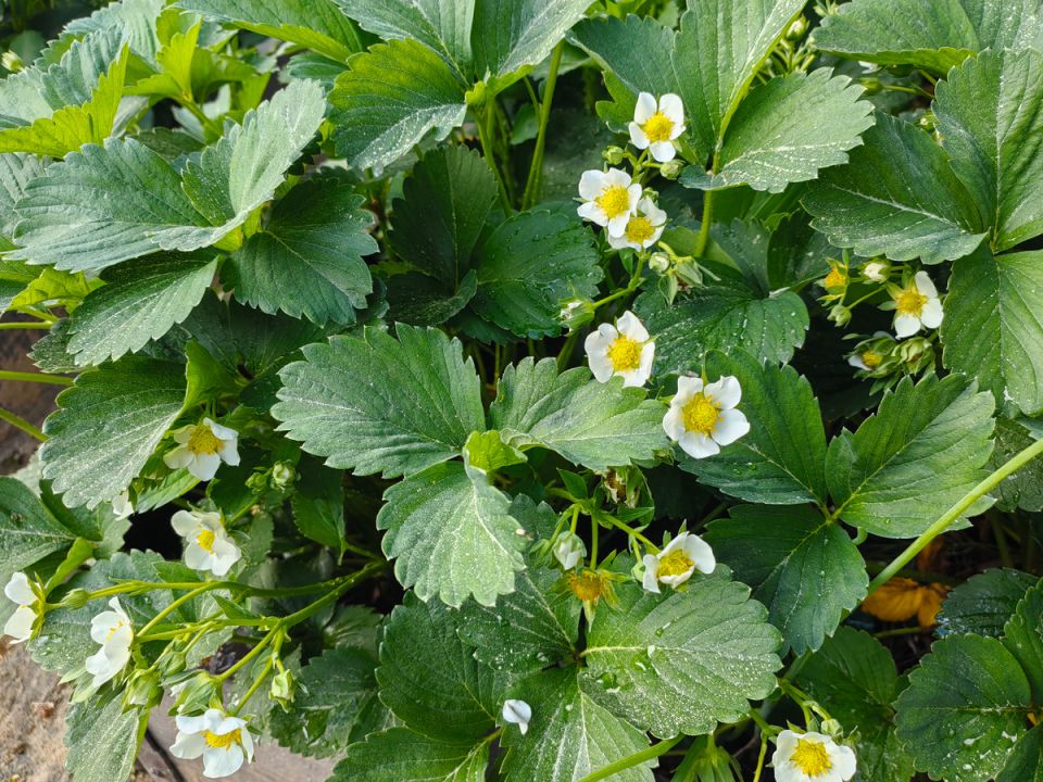 ����������� ��������� ��������: ��� ���������� �������� ������