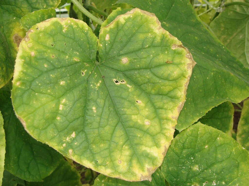 Что делать, если у огурцов желтеют листья: разбираемся в причинах и решениях