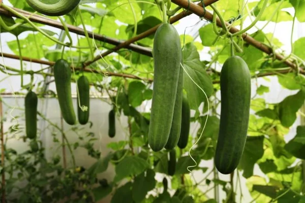 Как правильно формировать огурцы: практические советы