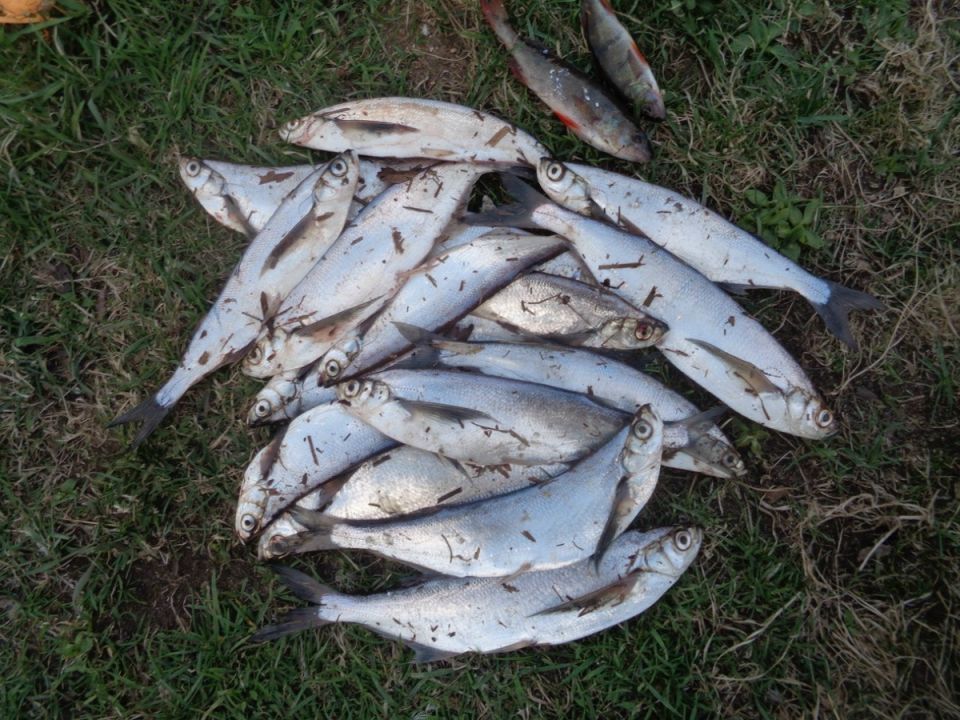 Как сохранить улов и не потерять вкус: советы по хранению рыбы