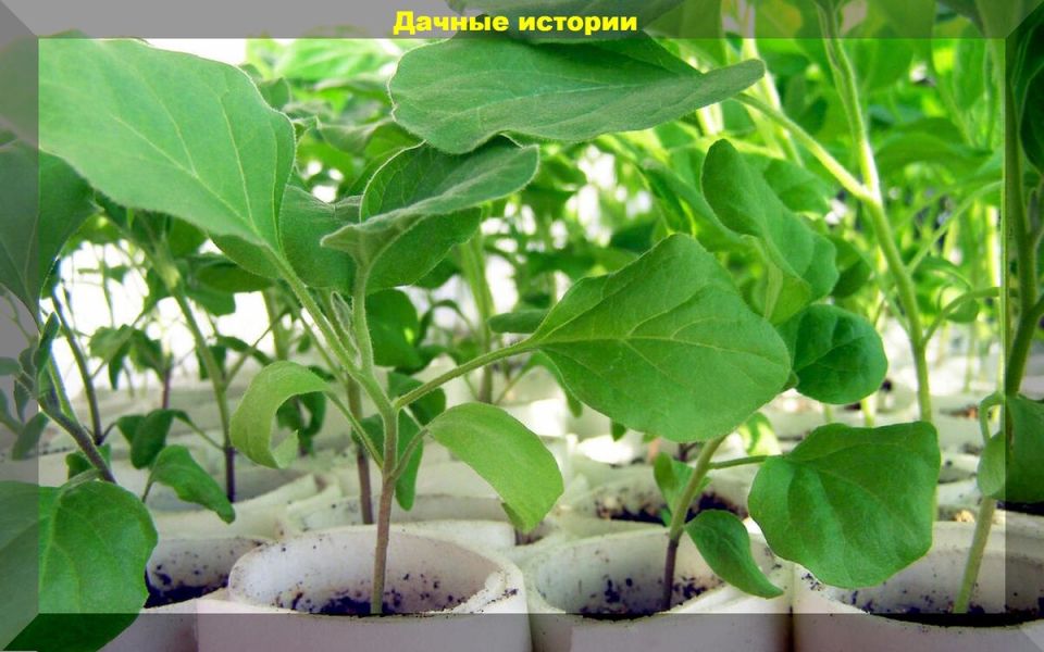 ��� ��������� ��������� ���������: ������ ��� ���������� ��������